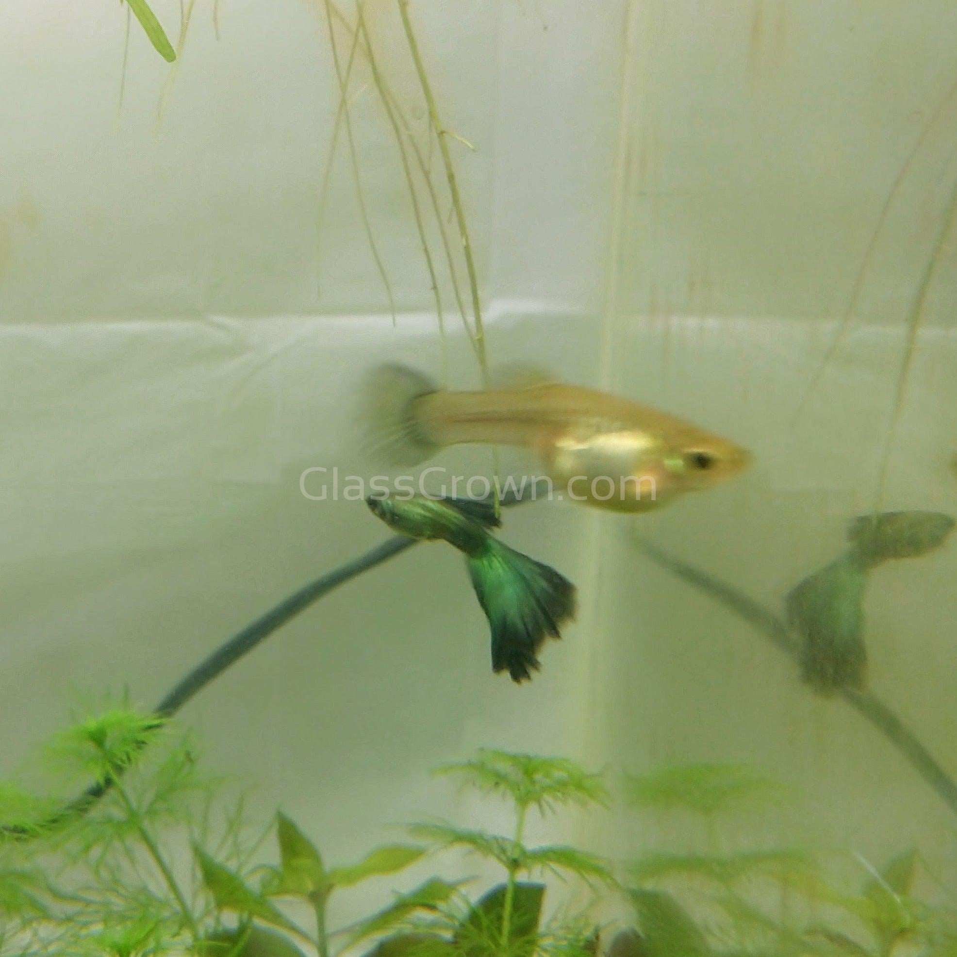 green guppy fish