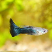 Load image into Gallery viewer, Male Half Black Guppy-Live Animals-Glass Grown-Single Male-Glass Grown Aquatics-Aquarium live fish plants, decor
