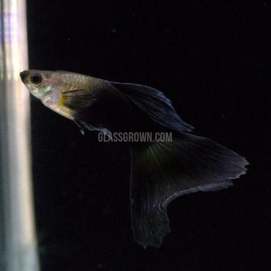 Male Half Black Guppy-Live Animals-Glass Grown-Single Male-Glass Grown Aquatics-Aquarium live fish plants, decor
