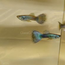 Load image into Gallery viewer, Male Hawaiian Blue Moscow Guppy-Live Animals-Glass Grown-Single Male-Glass Grown Aquatics-Aquarium live fish plants, decor
