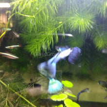 Load image into Gallery viewer, Male Hawaiian Blue Moscow Guppy-Live Animals-Glass Grown-Single Male-Glass Grown Aquatics-Aquarium live fish plants, decor
