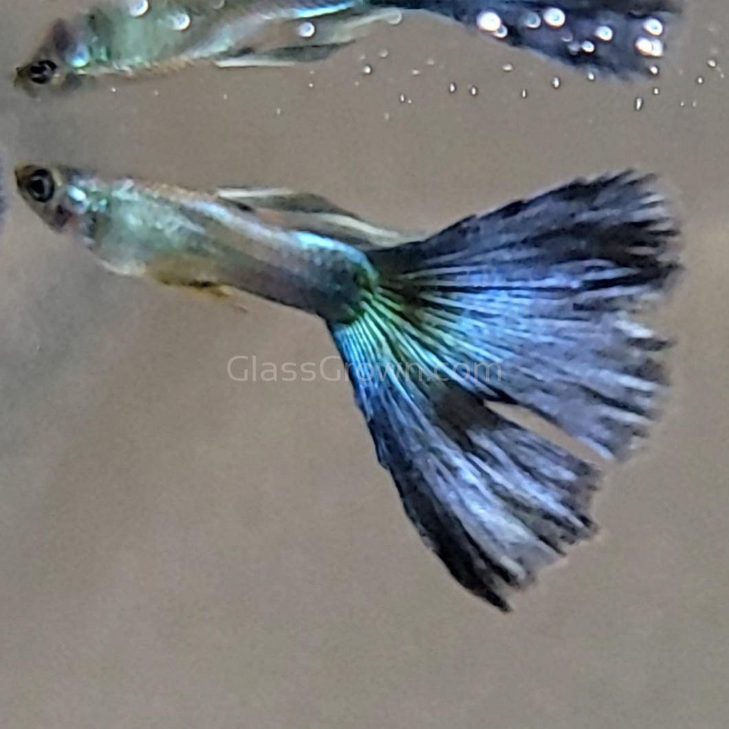 Male Hawaiian Blue Moscow Guppy-Live Animals-Glass Grown-Single Male-Glass Grown Aquatics-Aquarium live fish plants, decor