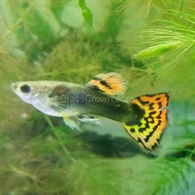 Load image into Gallery viewer, Male Red Dragon Mosaic Guppy-Live Animals-Glass Grown-Single Male-Glass Grown Aquatics-Aquarium live fish plants, decor

