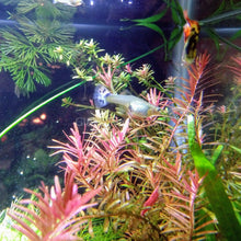 Load image into Gallery viewer, Male Red Dragon Mosaic Guppy-Live Animals-Glass Grown-Single Male-Glass Grown Aquatics-Aquarium live fish plants, decor
