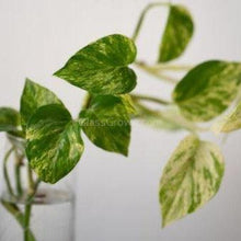 Load image into Gallery viewer, 'Marble Queen' Pothos Rooted Stems or Pots-Plants-Glass Grown-Single Bare-Root Stem-Glass Grown Aquatics-Aquarium live fish plants, decor