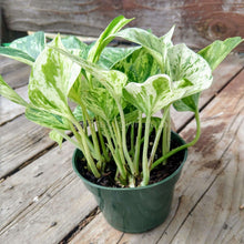 Load image into Gallery viewer, 'Marble Queen' Pothos Rooted Stems or Pots-Plants-Glass Grown-4" Potted Plant-Glass Grown Aquatics-Aquarium live fish plants, decor