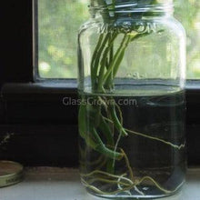 Load image into Gallery viewer, 'Marble Queen' Pothos Rooted Stems or Pots-Plants-Glass Grown-Single Bare-Root Stem-Glass Grown Aquatics-Aquarium live fish plants, decor
