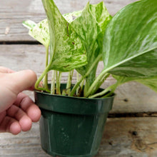 Load image into Gallery viewer, 'Marble Queen' Pothos Rooted Stems or Pots-Plants-Glass Grown-Single Bare-Root Stem-Glass Grown Aquatics-Aquarium live fish plants, decor
