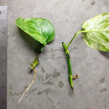 Load image into Gallery viewer, 'Marble Queen' Pothos Rooted Stems or Pots-Plants-Glass Grown-Single Bare-Root Stem-Glass Grown Aquatics-Aquarium live fish plants, decor