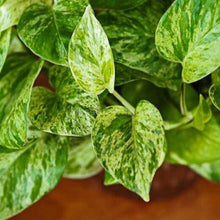 Load image into Gallery viewer, 'Marble Queen' Pothos Rooted Stems or Pots-Plants-Glass Grown-Single Bare-Root Stem-Glass Grown Aquatics-Aquarium live fish plants, decor