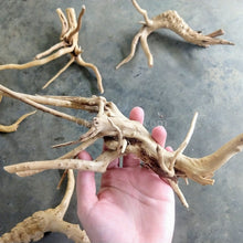 Load image into Gallery viewer, Spiderwood Driftwood Medium (6-10")-Aquarium Decor-Glass Grown-Glass Grown Aquatics-Aquarium live fish plants, decor