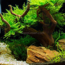 Load image into Gallery viewer, Spiderwood Driftwood Medium (6-10")-Aquarium Decor-Glass Grown-Glass Grown Aquatics-Aquarium live fish plants, decor