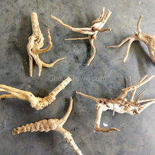 Load image into Gallery viewer, Spiderwood Driftwood Medium (6-10")-Aquarium Decor-Glass Grown-Glass Grown Aquatics-Aquarium live fish plants, decor