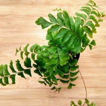 Load image into Gallery viewer, Mini Fern Assortment Terrarium Plants (3 Pack)-Aquatic Plants-Glass Grown-Glass Grown Aquatics-Aquarium live fish plants, decor