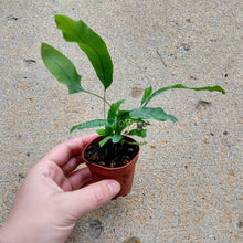 Load image into Gallery viewer, Mini Fern Assortment Terrarium Plants (3 Pack)-Aquatic Plants-Glass Grown-Glass Grown Aquatics-Aquarium live fish plants, decor