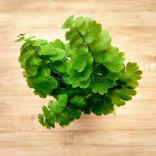 Load image into Gallery viewer, Mini Fern Assortment Terrarium Plants (3 Pack)-Aquatic Plants-Glass Grown-Glass Grown Aquatics-Aquarium live fish plants, decor