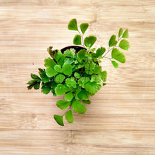 Load image into Gallery viewer, Mini Fern Assortment Terrarium Plants (3 Pack)-Aquatic Plants-Glass Grown-Glass Grown Aquatics-Aquarium live fish plants, decor