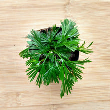 Load image into Gallery viewer, Mini Fern Assortment Terrarium Plants (3 Pack)-Aquatic Plants-Glass Grown-Glass Grown Aquatics-Aquarium live fish plants, decor