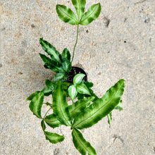 Load image into Gallery viewer, Mini Fern Assortment Terrarium Plants (3 Pack)-Aquatic Plants-Glass Grown-Glass Grown Aquatics-Aquarium live fish plants, decor