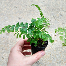 Load image into Gallery viewer, Mini Fern Assortment Terrarium Plants (3 Pack)-Aquatic Plants-Glass Grown-Glass Grown Aquatics-Aquarium live fish plants, decor