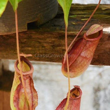 Load image into Gallery viewer, Monkey Cups Carnivorous Plant-Aquatic Plants-Glass Grown-Glass Grown Aquatics-Aquarium live fish plants, decor