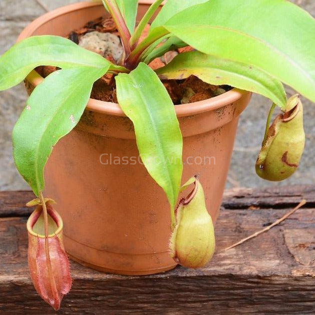 monkey pot plant Monkey Cups Carnivorous Plant – Glass Grown Aquatics
