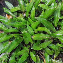 Load image into Gallery viewer, Grower's Choice Cryptocoryne (6 Plants)-Aquatic Plants-Glass Grown-6x Plants-Glass Grown Aquatics-Aquarium live fish plants, decor