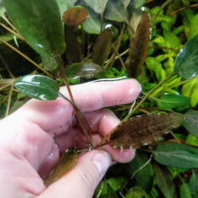 Load image into Gallery viewer, Grower's Choice Cryptocoryne (6 Plants)-Aquatic Plants-Glass Grown-6x Plants-Glass Grown Aquatics-Aquarium live fish plants, decor