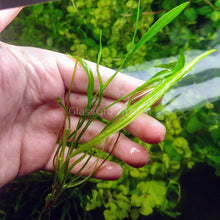 Load image into Gallery viewer, Narrow Leaf Chain Sword Plant-Aquatic Plants-Glass Grown-Glass Grown Aquatics-Aquarium live fish plants, decor