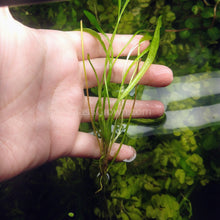 Load image into Gallery viewer, Narrow Leaf Chain Sword Plant-Aquatic Plants-Glass Grown-Glass Grown Aquatics-Aquarium live fish plants, decor