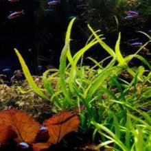 Load image into Gallery viewer, Narrowleaf Java Fern-Aquatic Plants-Glass Grown-Glass Grown Aquatics-Aquarium live fish plants, decor
