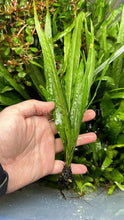 Load image into Gallery viewer, Narrowleaf Java Fern-Aquatic Plants-Glass Grown-Glass Grown Aquatics-Aquarium live fish plants, decor