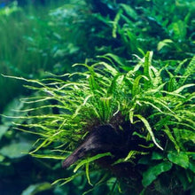Load image into Gallery viewer, Narrowleaf Java Fern-Aquatic Plants-Glass Grown-Glass Grown Aquatics-Aquarium live fish plants, decor