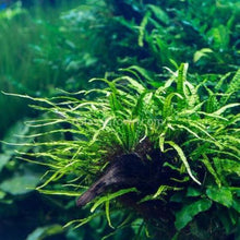 Load image into Gallery viewer, Narrowleaf Java Fern FULL MAT-Aquatic Plants-Glass Grown-Glass Grown Aquatics-Aquarium live fish plants, decor