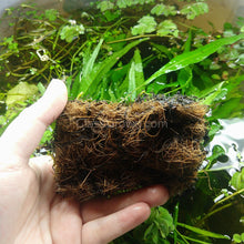 Load image into Gallery viewer, Narrowleaf Java Fern FULL MAT-Aquatic Plants-Glass Grown-Glass Grown Aquatics-Aquarium live fish plants, decor