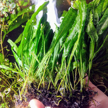Load image into Gallery viewer, Narrowleaf Java Fern FULL MAT-Aquatic Plants-Glass Grown-Glass Grown Aquatics-Aquarium live fish plants, decor
