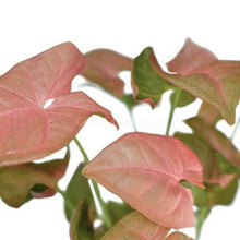 Load image into Gallery viewer, Neon Pink Arrowhead Plant Bare-root-Indoor & Outdoor Plants-Glass Grown-Glass Grown Aquatics-Aquarium live fish plants, decor