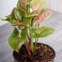 Load image into Gallery viewer, Neon Pink Arrowhead Plant Bare-root-Indoor & Outdoor Plants-Glass Grown-Glass Grown Aquatics-Aquarium live fish plants, decor
