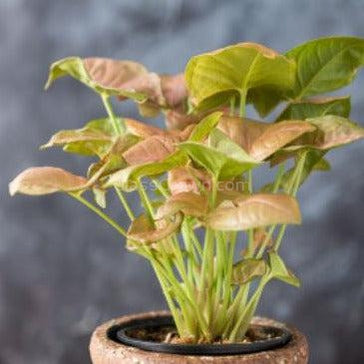 indoor arrowhead plant Neon Pink Arrowhead Plant Bare-root – Glass Grown Aquatics