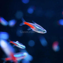 Load image into Gallery viewer, Neon Tetras 6 Pack-Live Animals-Glass Grown-School of 6-Glass Grown Aquatics-Aquarium live fish plants, decor