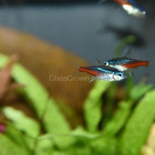 Load image into Gallery viewer, Neon Tetras 6 Pack-Live Animals-Glass Grown-School of 6-Glass Grown Aquatics-Aquarium live fish plants, decor