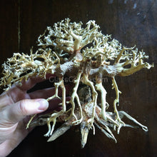 Load image into Gallery viewer, Octopus Bonsai Wood Nano Size 6" NYE-Aquarium Decor-Glass Grown-Glass Grown Aquatics-Aquarium live fish plants, decor