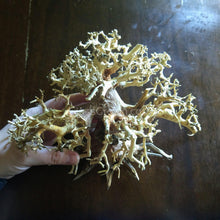 Load image into Gallery viewer, Octopus Bonsai Wood Nano Size 6" NYE-Aquarium Decor-Glass Grown-Glass Grown Aquatics-Aquarium live fish plants, decor