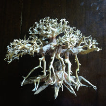 Load image into Gallery viewer, Octopus Bonsai Wood Nano Size 6" NYE-Aquarium Decor-Glass Grown-Glass Grown Aquatics-Aquarium live fish plants, decor