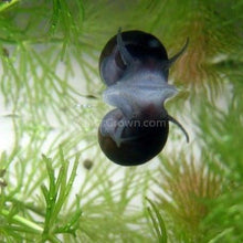 Load image into Gallery viewer, Olive Nerite Snail 3 Pack-Live Animals-Glass Grown-Pack of Three Snails-Glass Grown Aquatics-Aquarium live fish plants, decor