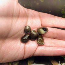 Load image into Gallery viewer, Olive Nerite Snail 3 Pack-Live Animals-Glass Grown-Pack of Three Snails-Glass Grown Aquatics-Aquarium live fish plants, decor