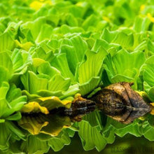 Load image into Gallery viewer, One Cup Water Lettuce Floaters-Aquatic Plants-Glass Grown-Glass Grown Aquatics-Aquarium live fish plants, decor