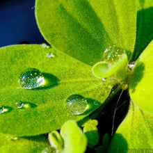 Load image into Gallery viewer, 1 CENT SAMPLE 2oz Mystery Floaters Sample-Aquatic Plants-Glass Grown-Glass Grown Aquatics-Aquarium live fish plants, decor