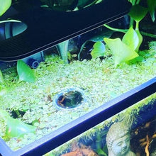 Load image into Gallery viewer, 1 CENT SAMPLE 2oz Mystery Floaters Sample-Aquatic Plants-Glass Grown-Glass Grown Aquatics-Aquarium live fish plants, decor