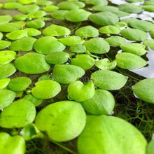 Load image into Gallery viewer, 1 CENT SAMPLE 2oz Mystery Floaters Sample-Aquatic Plants-Glass Grown-Glass Grown Aquatics-Aquarium live fish plants, decor